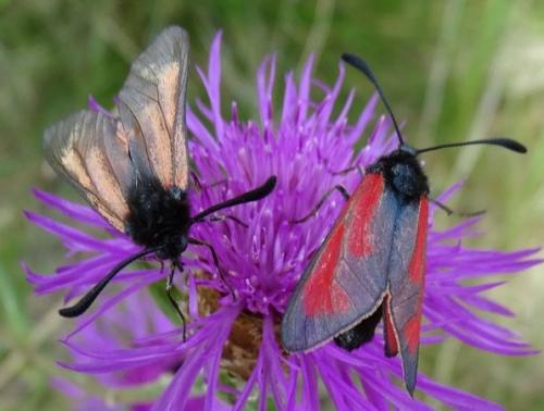 Zygaena sp.